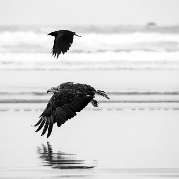 Imitation Game © Marcus Paladino